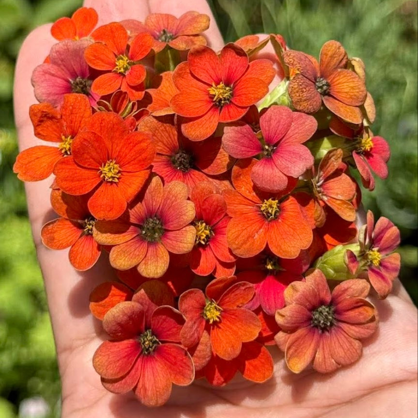 Zinnia Peruviana (บานชื่นโบราณเปรูเวียนา) 60 เมล็ด