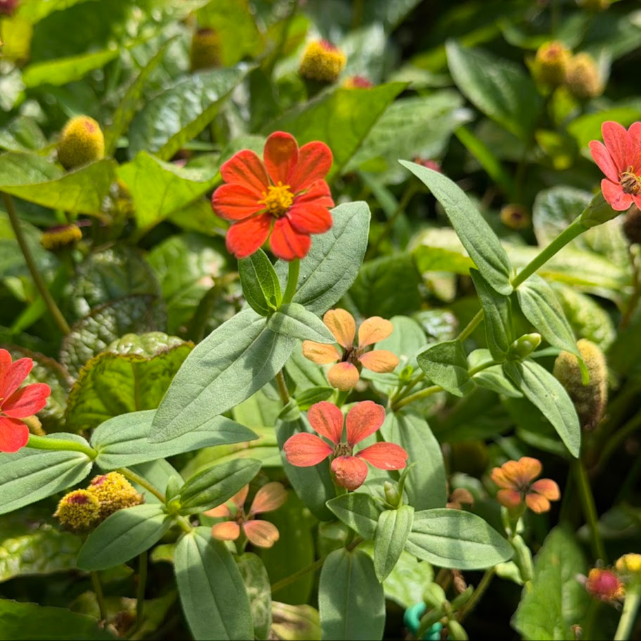 Zinnia Peruviana (บานชื่นโบราณเปรูเวียนา) 60 เมล็ด