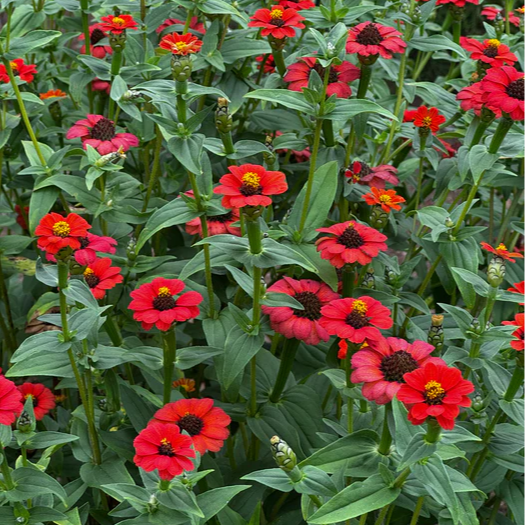 Zinnia Peruviana (บานชื่นโบราณเปรูเวียนา) 60 เมล็ด