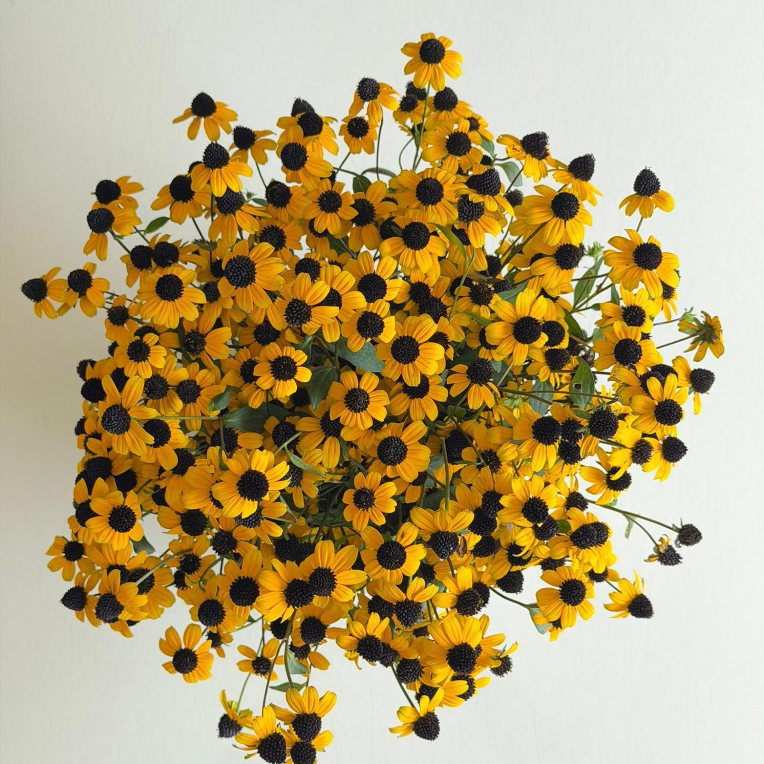 Rudbeckia triloba  (แบล็กอายซูซาน-ผึ้งน้อย) 200 เมล็ด นำเข้าจาก เยอรมัน