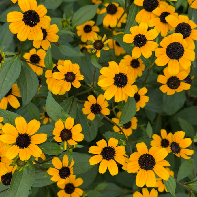 Rudbeckia triloba  (แบล็กอายซูซาน-ผึ้งน้อย) 200 เมล็ด
